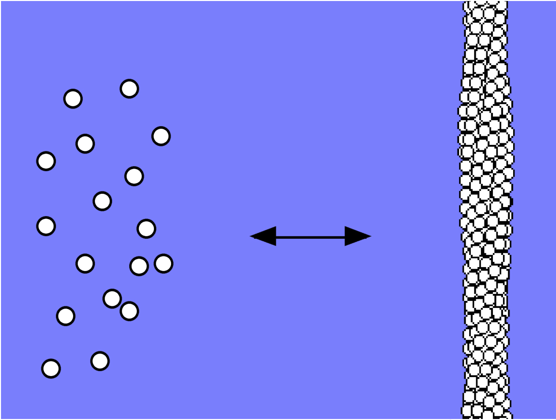 Inside sickle cells, hemoglobin molecules remain separate when carrying oxygen (left). The molecules combine to form long, rigid polymer chains (right) when not carrying oxygen.